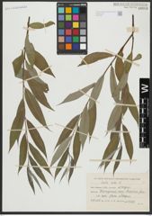 Foto von Salix alba L.